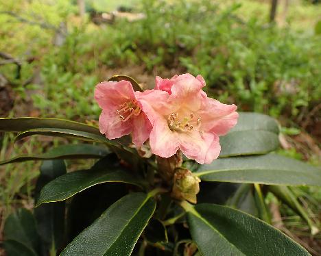 P5243168_Fluffy_Elsie Rhododendron 