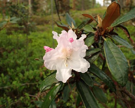 P5243170_Aesthetica Rhododendron 'Aesthetica' - May 23, 2024