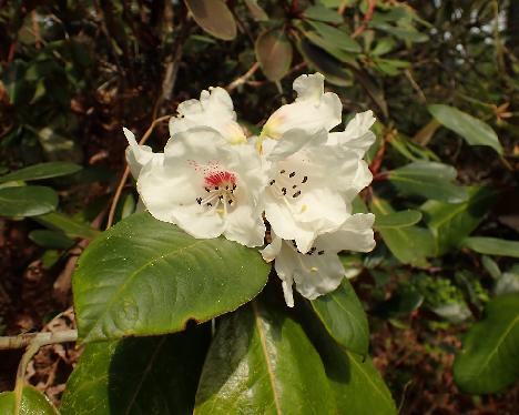 P5243172_faberi_ssp_prattii_2007-1188 Rhododendron faberi ssp. prattii , 2007-1188 - May 24, 2024