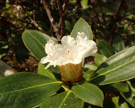 P5243174_sphaeroblastum Rhododendron sphaeroblastum , 2007-1215 - May 24, 2024