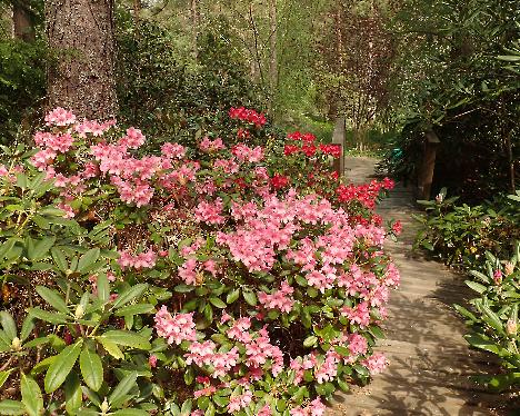 P5243181_Venla Rhododendron 'Venla' - May 24, 2024