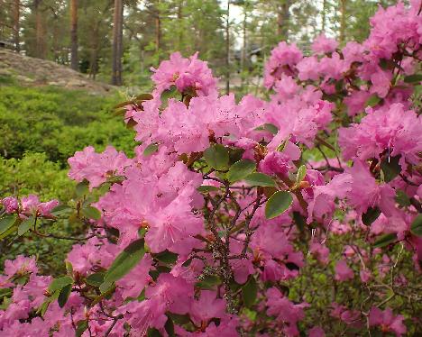 P5243194_PJM_Elite Rhododendron 'PJM Elite' - May 24, 2024