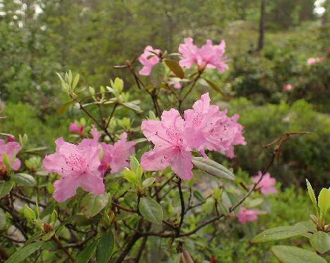 P5243196_PJM_Victor Rhododendron 'PJM Victor' - May 24, 2024