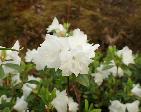 P5243199_April_Snow Rhododendron 'April Snow' - May 24, 2024