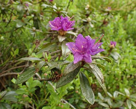 P5243203_russatum_var_cantabile Rhododendron russatum var. cantabile - May 24, 2024