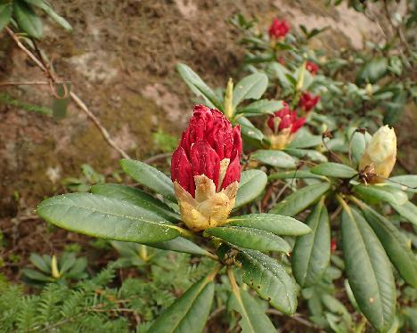 P5243207_Django Rhododendron 'Django' - May 24, 2024