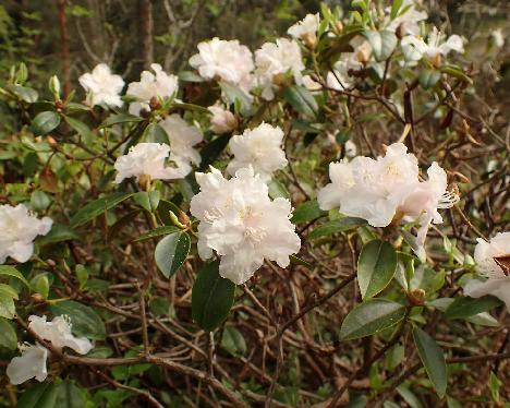 P5243209_Molly_Fordham Rhododendron 'Molly Fordham' - May 24, 2024