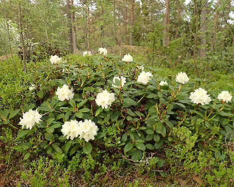 P5243211_Alli Rhododendron 'Alli' - May 24, 2024