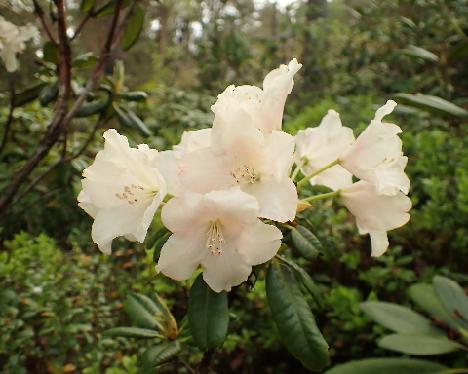 P5243212_Terta Rhododendron 'Terta' - May 24, 2024