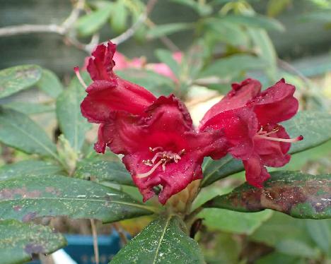 P5273228 Elviira or Hellikki cross in L047 Rhododendron 'Elviira' x ? or 'Hellikki' x ? in plant box L047 - May 27, 2024