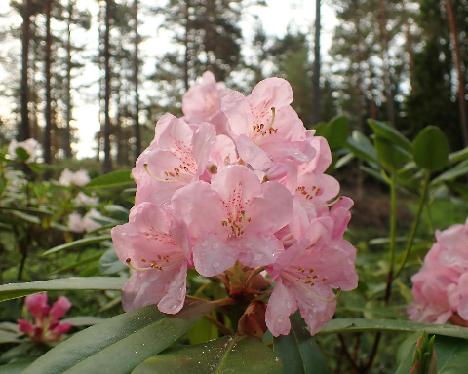 P5293236 sister of Kristian's Monarch Rhododendron , sister of 'Kristian's Monarch' - May 29, 2024