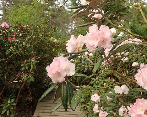 P5293240 King's Ride Rhododendron 'King's Ride' - May 29, 2024