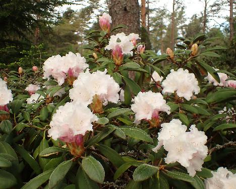 P5293242 Falling Snow Rhododendron 'Falling Snow' - May 29, 2024