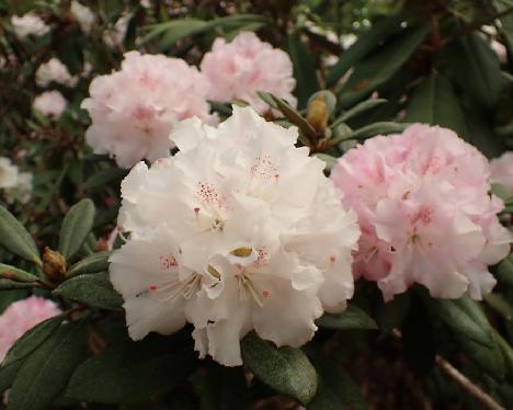 P5293244 Ingrid Mehlquist Rhododendron 'Ingrid Mehlquist' - May 29, 2024