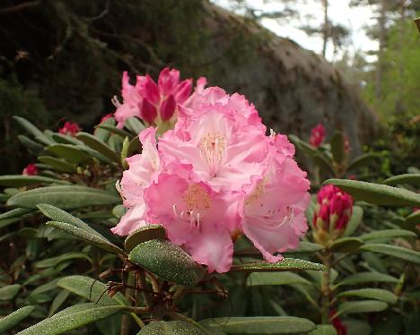 P5293246 Edelweiss Rhododendron , unkwnon yaku-hybrid, bought as 'Edelweiss' - May 29, 2024