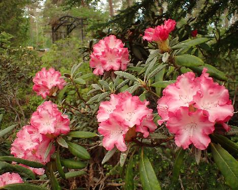 P5293248 Emanuela Rhododendron 'Emanuela' - May 29, 2024