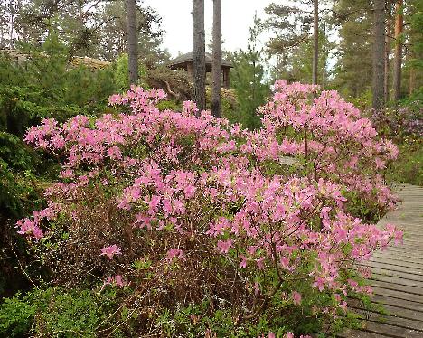 P5293250 kevatatsalea, x fraseri Rhododendron x fraseri - May 29, 2024