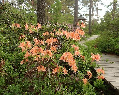 P5293254 Spicy Lights Rhododendron 'Spicy Lights' - May 29, 2024