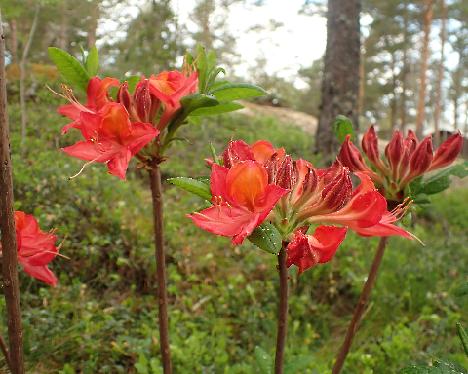 P5293257 Tunis Rhododendron 'Tunis' - May 29, 2024