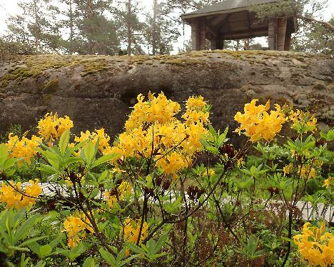 P5293259_luteum_dark_2010-1620 Rhododendron luteum , dark form, 2010-1620 - May 29, 2024