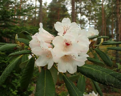 P5293267 BVTRex-01 Rhododendron BVTRex-01 ( brachycarpum ssp. ulleungense x rex ), crossed by Kaarel Voitk - May 29, 2024