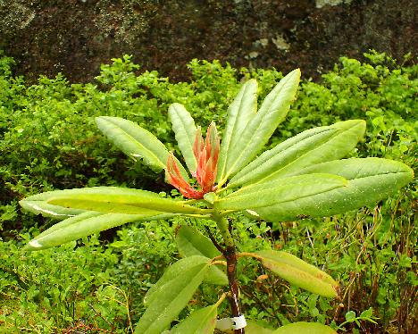 P5293273_Eric_Tigerstedt_Mustilan_keltainen_3_TTA-886 Rhododendron 'Eric Tigerstedt', code TTA-886 - May 29, 2024