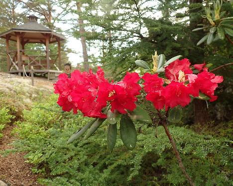 P5293275 Django Rhododendron 'Django' - May 29, 2024