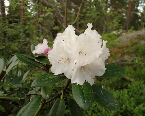 P5293277 Silberglanz Rhododendron 'Silberglanz' - May 29, 2024