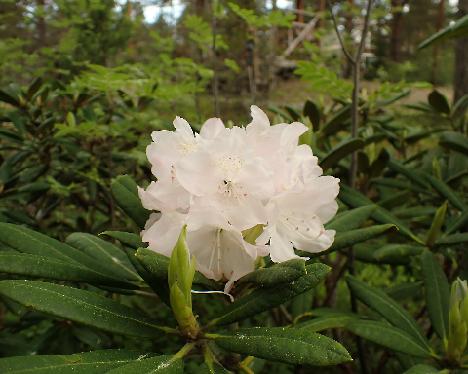 P5293279 Axel Tigerstedt Rhododendron 'Axel Tigerstedt' - May 29, 2024