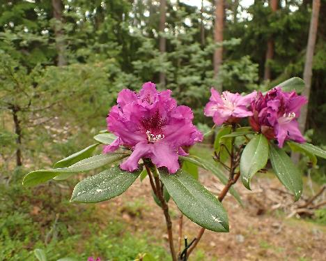 P5293283 Miks Rhododendron 'Miks' - May 29, 2024