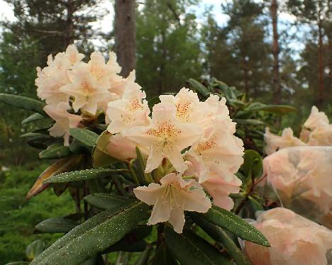 P5293286_Kultu_HaagBöhm-04 Rhododendron 'Kultu' (HaagBöhm-04) - May 29, 2024