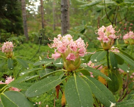 P5293288_KuuX-05_X_Kuutamo_nro_05_RH Rhododendron KuuX-05 ('Alli' x ?), crossed by Reijo Hahkala - May 29, 2024