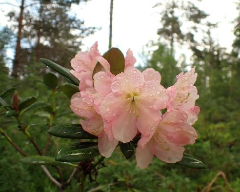 P5293290 Peachmelody Rhododendron 'Peachmelody', crossed by Osmo Jussila - May 29, 2024