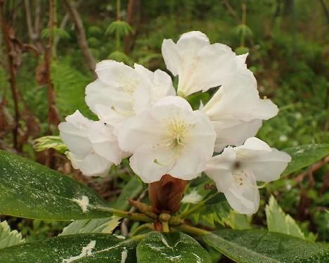 P5293296 PMAFort-01 Rhododendron PMAFort-01 ('P.M.A. Tigerstedt' x fortunei ) - May 29, 2024