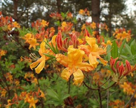 P5293298_Soihtu_LutUniq-02_luteum_x_Unique_RH Rhododendron 'Soihtu', (LutUniq-02, luteum x 'Unique'), crossed by Reijo Hahkala - May 29, 2024