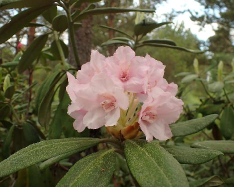 P5293300_PekkKenJ-02_Pekka_x_Ken Janeck Rhododendron PekkKenJ-02 ('Pekka' x 'Ken Janeck') - May 29, 2024