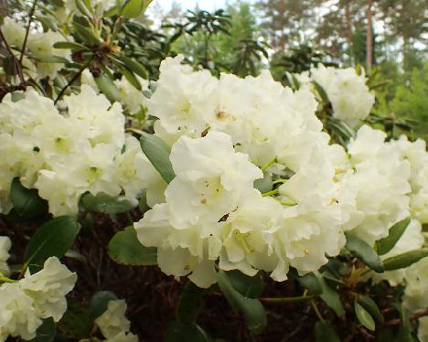 P5293304 Nikodemus Rhododendron 'Nikodemus' - May 29, 2024