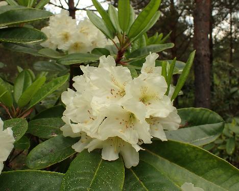 P5293308_BVTWard-01 Rhododendron BVTWard-01 ( brachycarpum ssp. tigerstedtii x wardii ), crossed by Peter Tigerstedt - May 29, 2024