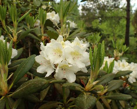 P5293310 PMAKuu-02 Rhododendron PMAKuu-02 ('P.M.A.Tigerstedt' x 'Alli'') - May 29, 2024