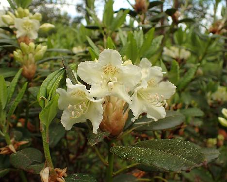 P5293312_Kristian's_Moonlight_PMAKuu-01 Rhododendron 'Kristian's Moonlight' - May 29, 2024