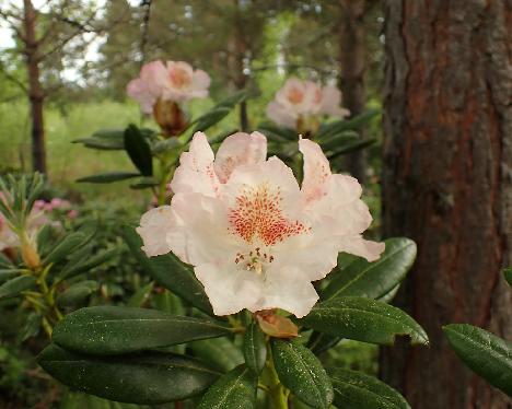 P5293314_KullDich-xx_Kullervo_x_dichroanthum_Medusa_2003-0778 Rhododendron KullDich-xx ('Kullervo' x 'Medusa'), 2003-0778 - May 29, 2024