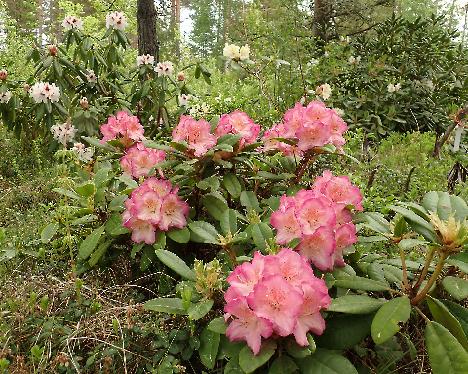 P5293320_ElvBlueB-10_Elviira_x_Blue_Bell_2003-0612 Rhododendron ElvBlueB-10 ('Elviira' x 'Blue Bell'), 2003-0612 - May 29, 2024