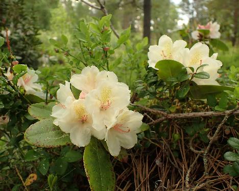 P5293323_KuuX-04_X_Kuutamo_nro_04_RH_L026 Rhododendron KuuX-04 ('Alli' x ?), crossed by Reijo Hahkala - May 29, 2024