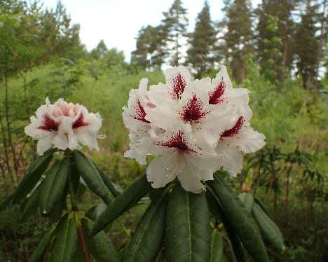 P5293325_tuntematon_TExx_PMA_cross Rhododendron 'P.M.A. Tigerstedt' x ? - May 29, 2024