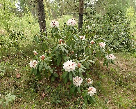 P5293326_tuntematon_TExx_PMA_cross Rhododendron 'P.M.A. Tigerstedt' x ? - May 29, 2024