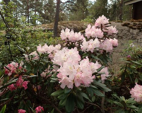 P6013328 Gradito Rhododendron 'Gradito' - June 1, 2024