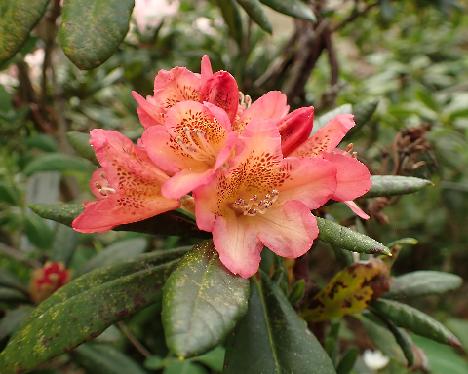 P6013330 Hehku Rhododendron 'Hehku' - June 1, 2024