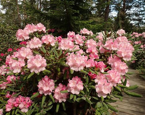 P6013333 Pink Parasol Rhododendron 'Pink Parasol' - June 1, 2024