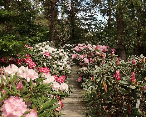 P6013336 Rhodogarden Rhodogarden, Rhododendron hybrids - June 1, 2024