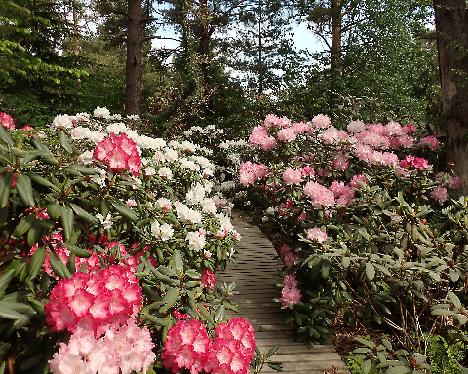 P6013337 Rhodogarden Rhodogarden, Rhododendron hybrids - June 1, 2024